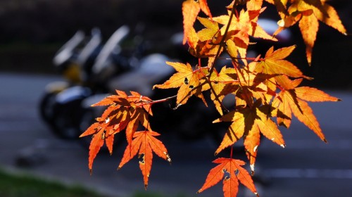 SONY DSC